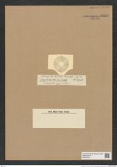 Actinoptychus sp. (de-Toni-Nr.: Genus 227) Zeichnungen Sammlung Grunow Nr. 9535 (NHMW-BOT-W0379529)